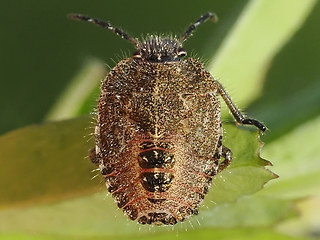 Dolycoris baccarum