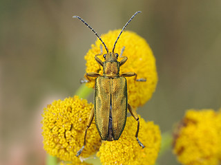 Donacia bicolor