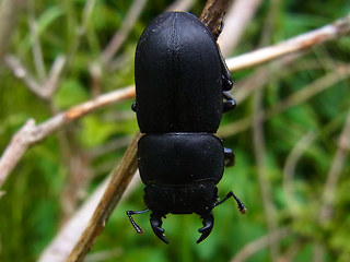 Dorcus parallelipipedus