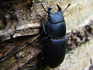 Dorcus parallelipipedus