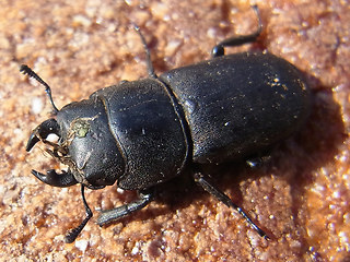 Dorcus parallelipipedus