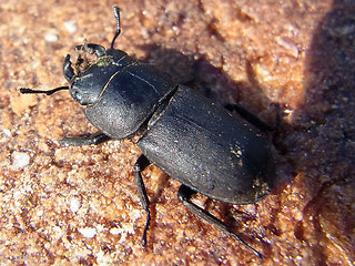 Dorcus parallelipipedus