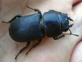 Dorcus parallelipipedus