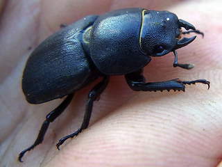 Dorcus parallelipipedus