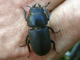 Dorcus parallelipipedus