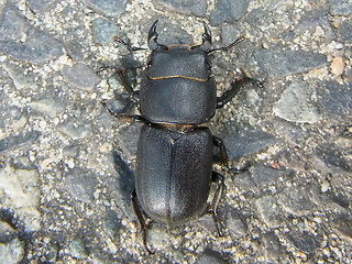 Dorcus parallelipipedus