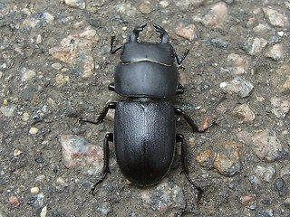 Dorcus parallelipipedus