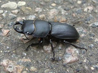 Dorcus parallelipipedus