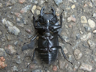 Dorcus parallelipipedus