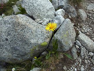 Doronicum clusii