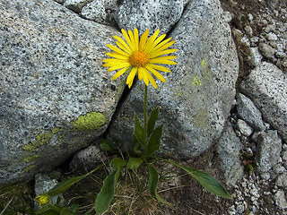 Doronicum clusii