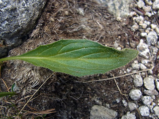 Doronicum clusii