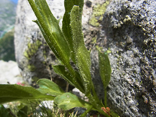 Doronicum clusii