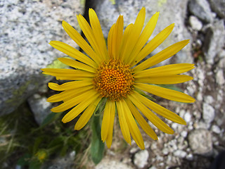 Doronicum clusii