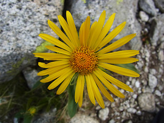 Doronicum clusii