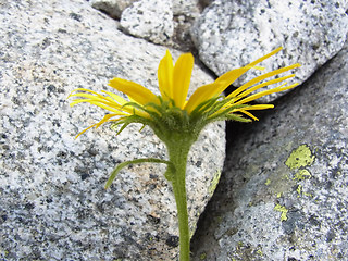 Doronicum clusii