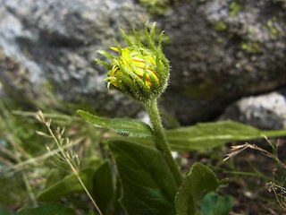 Doronicum clusii