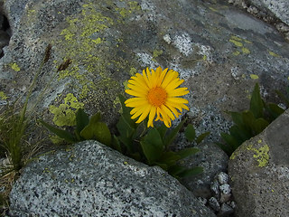 Doronicum clusii