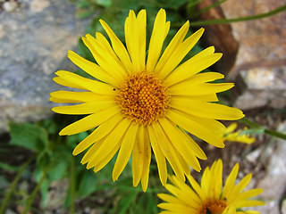 Doronicum glaciale