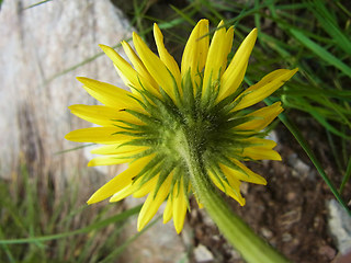 Doronicum glaciale