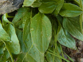 Doronicum glaciale