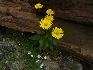 Doronicum glaciale