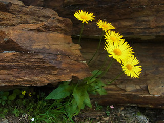 Doronicum glaciale