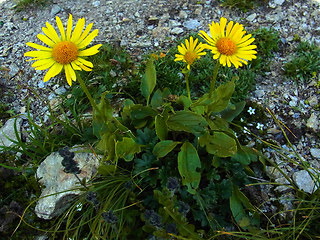 Doronicum glaciale