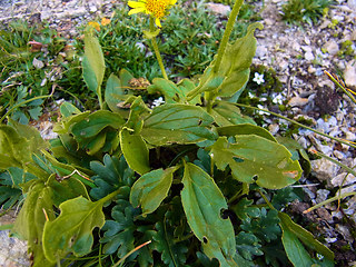 Doronicum glaciale