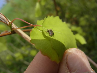 Dorytomus cf. dejeani