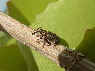 Dorytomus cf. dejeani