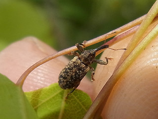 Dorytomus cf. dejeani