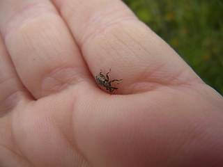 Dorytomus cf. dejeani