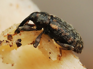 Dorytomus dejeani