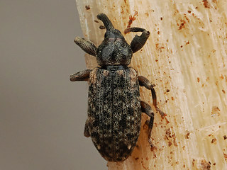 Dorytomus dejeani