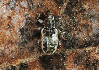 Dorytomus minutus