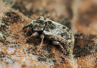 Dorytomus minutus