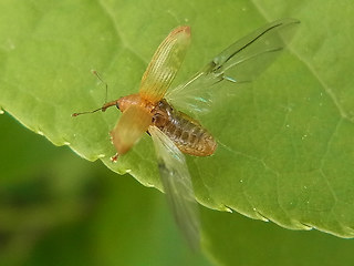Dorytomus sp.