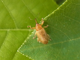 Dorytomus sp.