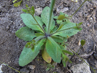 Draba praecox