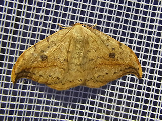 Drepana' falcataria