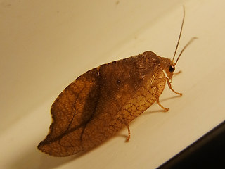 Drepanepteryx phalaenoides
