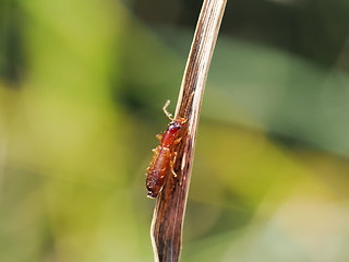 Dromius linearis