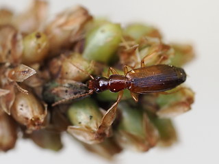 Dromius linearis