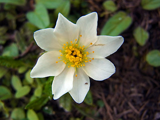 Dryas octopetala