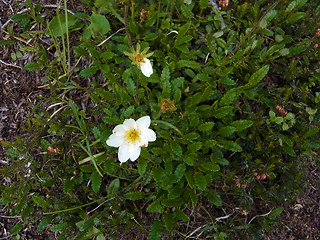 Dryas octopetala