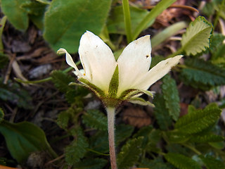 Dryas octopetala