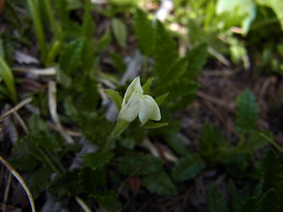 Dryas octopetala