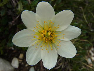 Dryas octopetala