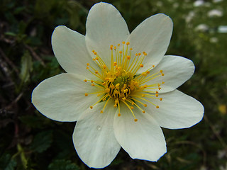 Dryas octopetala